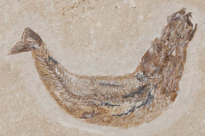 Cretaceous Fossil Fish - Lebanon #218841